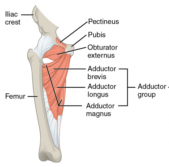 肌肉拉傷｜好不了的大腿內側拉傷｜晉熯脊骨物理治療所