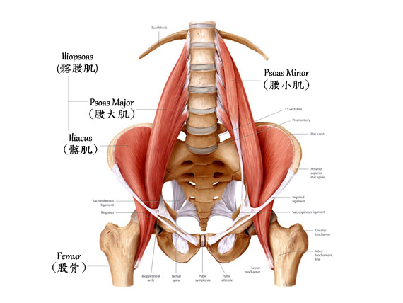 下背痛｜治療師：為什麼我跳舞後的腰痠腳麻一直不會好呢？｜晉熯脊骨物理治療所
