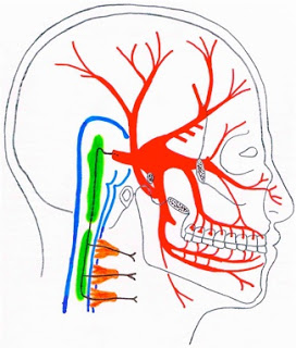 衛教資訊｜頸因性頭痛：不明原因的的頭痛，可能與頸椎有關｜晉熯脊骨物理治療所