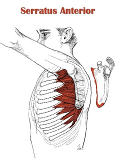 肩頸酸痛｜為什麼肩頸痠痛，按摩卻好不了｜晉熯脊骨物理治療所