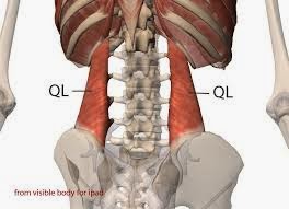 下背痛｜下背痛問題原因可能不只腰，還有……｜晉熯脊骨物理治療所