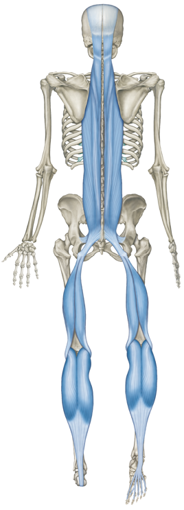 下背痛｜下背痛與小腿肌緊繃真的有關係嗎????｜晉熯脊骨物理治療所