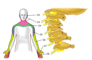 頸椎壓迫神經手麻｜手痠麻的問題竟是在腰部?!｜晉熯脊骨物理治療所