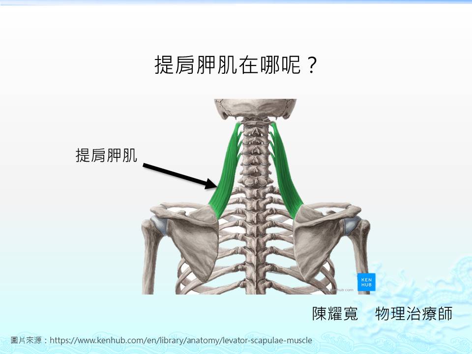 肩頸痠痛｜肩頸僵硬頭痛頸椎卡卡嗎？｜晉熯脊骨物理治療所